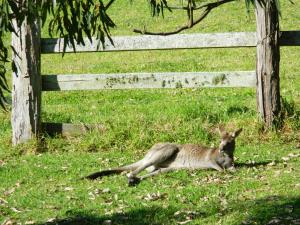 image of kangaroo